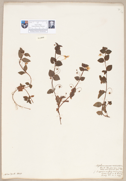 NHM_HH_12.49-2010 image NHM_HH_12.49-2010