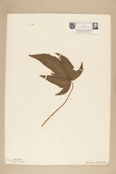 NHM_HH_41.127-2010 image NHM_HH_41.127-2010