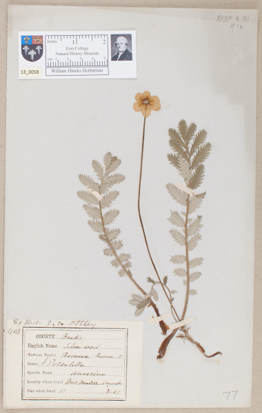 NHM_HH_13.58-2010 image NHM_HH_13.58-2010