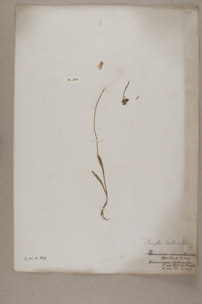 NHM_HH_28.75-2010 image NHM_HH_28.75-2010