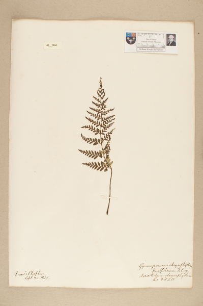 image NHM_HH_41.61-2010