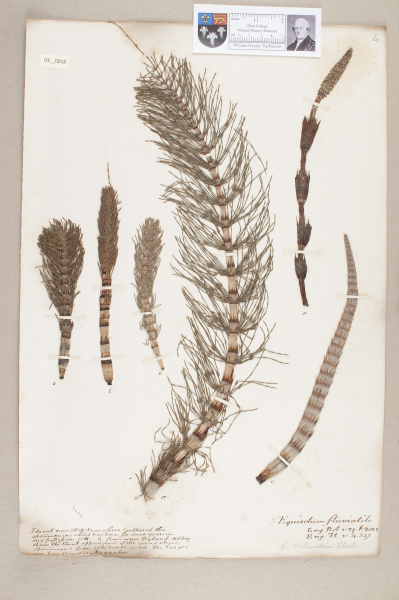 NHM_HH_3.18-2010 image NHM_HH_3.18-2010