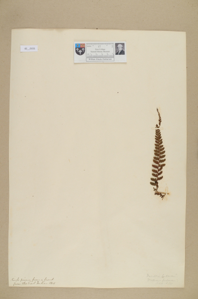 NHM_HH_42.151-2010 image NHM_HH_42.151-2010