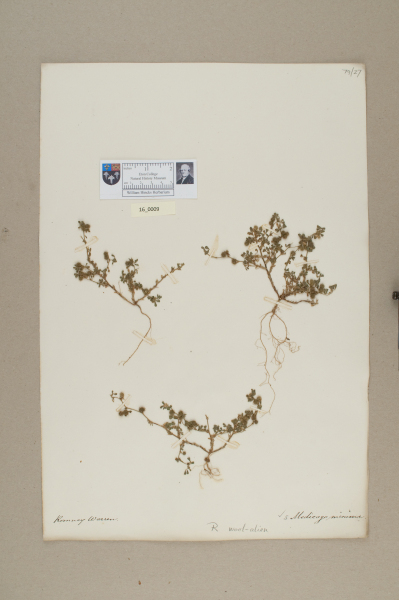 NHM_HH_16.9-2010 image NHM_HH_16.9-2010