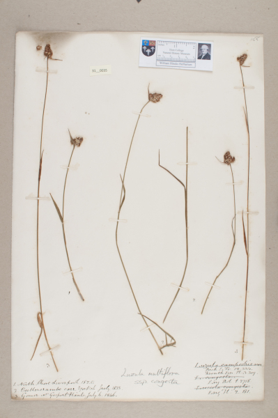 NHM_HH_31.35-2010 image NHM_HH_31.35-2010