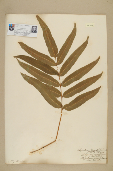 NHM_HH_42.94-2010 image NHM_HH_42.94-2010