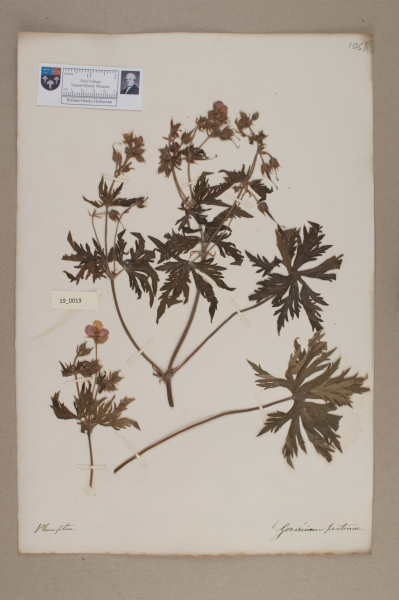 NHM_HH_19.19-2010 image NHM_HH_19.19-2010