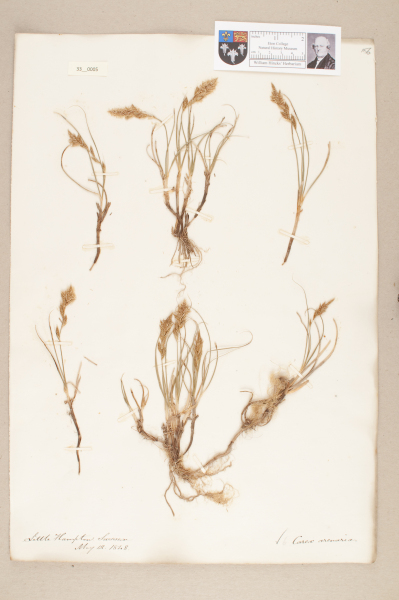 NHM_HH_33.5-2010 image NHM_HH_33.5-2010