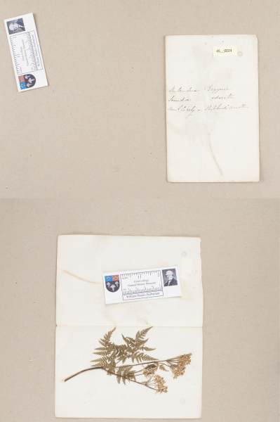 NHM_HH_45.24-2010 image NHM_HH_45.24-2010