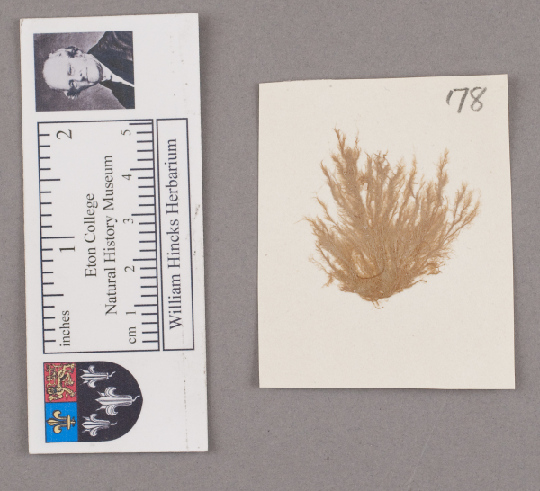 NHM_HH_1.178-2010 image NHM_HH_1.178-2010