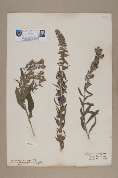 NHM_HH_20.33-2010 image NHM_HH_20.33-2010