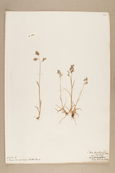 image NHM_HH_34.56-2010