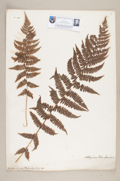 NHM_HH_5.9-2010 image NHM_HH_5.9-2010