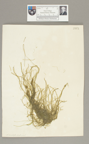 NHM_HH_1.283-2010 image NHM_HH_1.283-2010