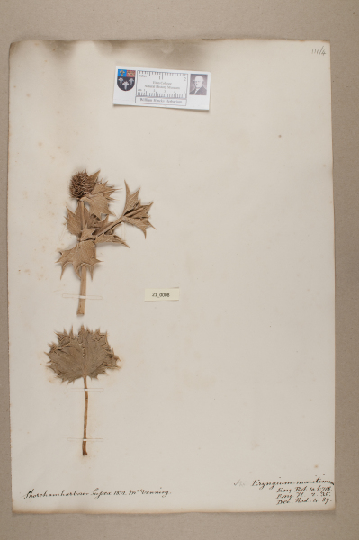 NHM_HH_21.8-2010 image NHM_HH_21.8-2010