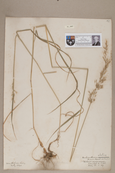 NHM_HH_35.7-2010 image NHM_HH_35.7-2010