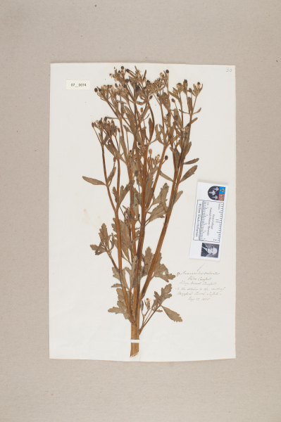 NHM_HH_7.74-2010 image NHM_HH_7.74-2010