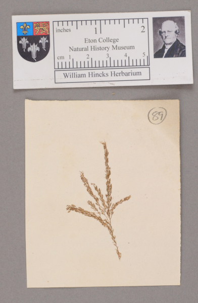 NHM_HH_1.89-2010 image NHM_HH_1.89-2010