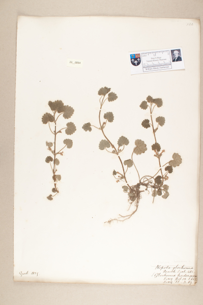 NHM_HH_23.54-2010 image NHM_HH_23.54-2010