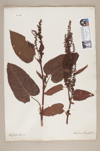 NHM_HH_8.74-2010 image NHM_HH_8.74-2010