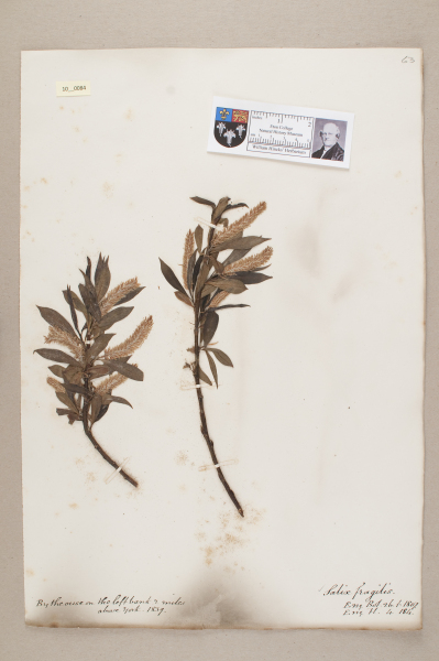 NHM_HH_10.84-2010 image NHM_HH_10.84-2010