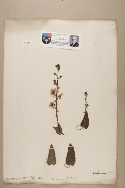 NHM_HH_25.28-2010 image NHM_HH_25.28-2010