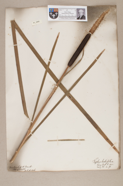 NHM_HH_39.5-2010 image NHM_HH_39.5-2010