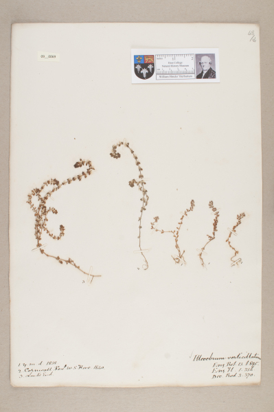 NHM_HH_9.69-2010 image NHM_HH_9.69-2010