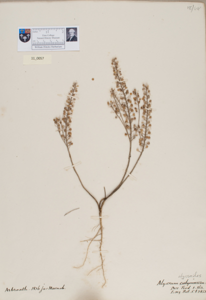 NHM_HH_11.57-2010 image NHM_HH_11.57-2010