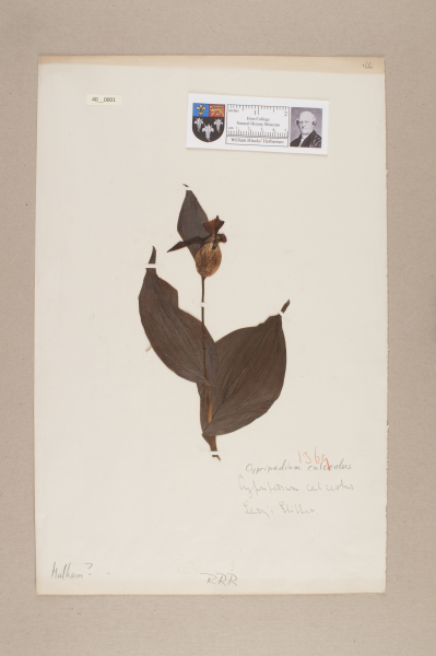 image NHM_HH_40.1-2010