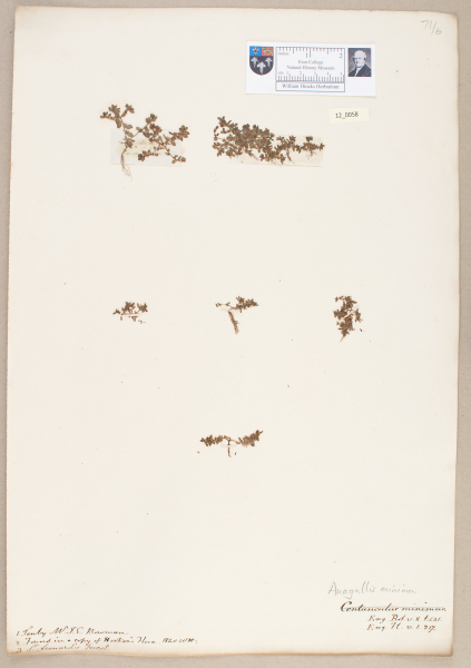 NHM_HH_12.58-2010 image NHM_HH_12.58-2010