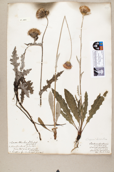 NHM_HH_27.21-2010 image NHM_HH_27.21-2010