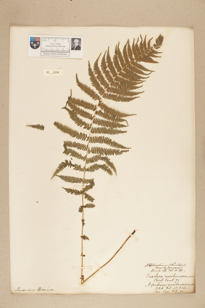 image NHM_HH_41.136-2010