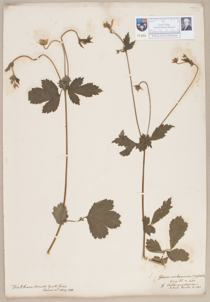 NHM_HH_13.67-2010 image NHM_HH_13.67-2010