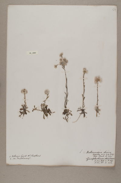 image NHM_HH_28.84-2010