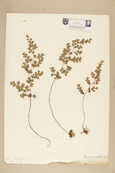 NHM_HH_41.70-2010 image NHM_HH_41.70-2010