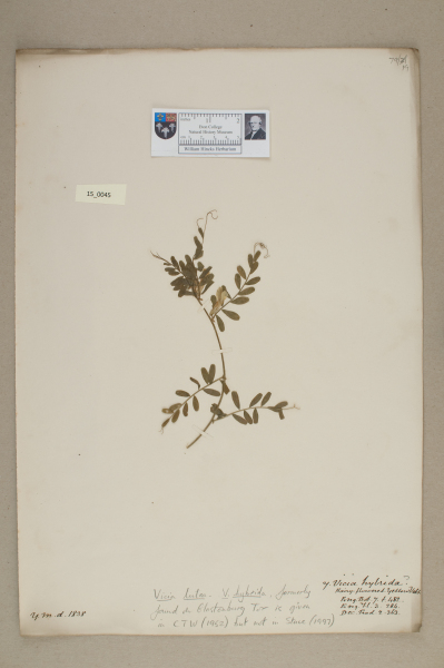 NHM_HH_15.45-2010 image NHM_HH_15.45-2010