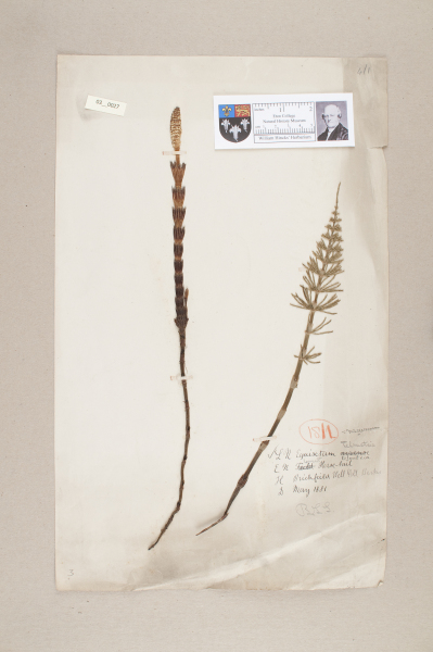 NHM_HH_3.27-2010 image NHM_HH_3.27-2010