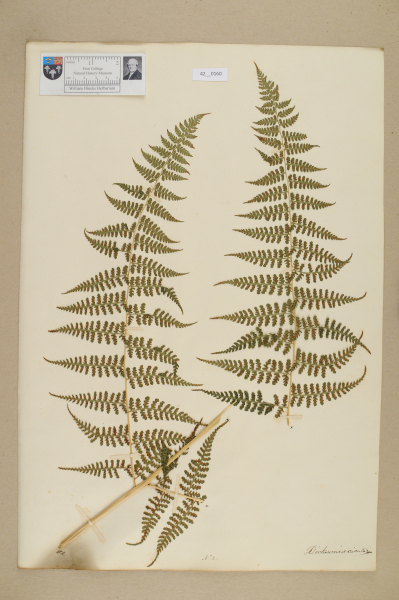 NHM_HH_42.160-2010 image NHM_HH_42.160-2010