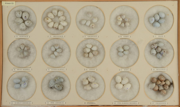 NHM-NE.3-2015 image NHM-NE.3-2015