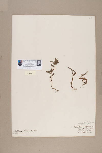 NHM_HH_17.18-2010 image NHM_HH_17.18-2010