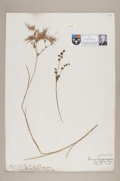 NHM_HH_31.7-2010 image NHM_HH_31.7-2010