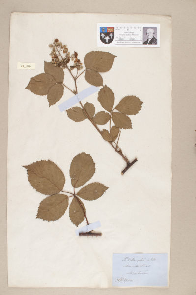 NHM_HH_43.14-2010 image NHM_HH_43.14-2010