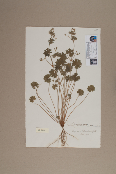 NHM_HH_19.28-2010 image NHM_HH_19.28-2010