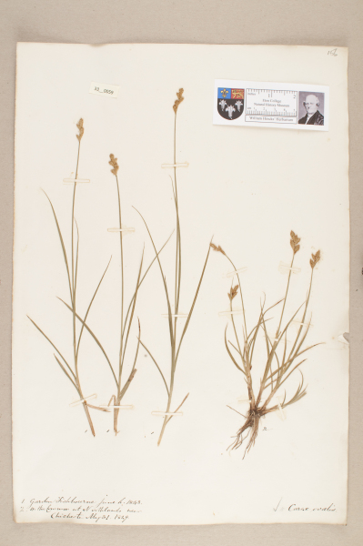 NHM_HH_33.59-2010 image NHM_HH_33.59-2010