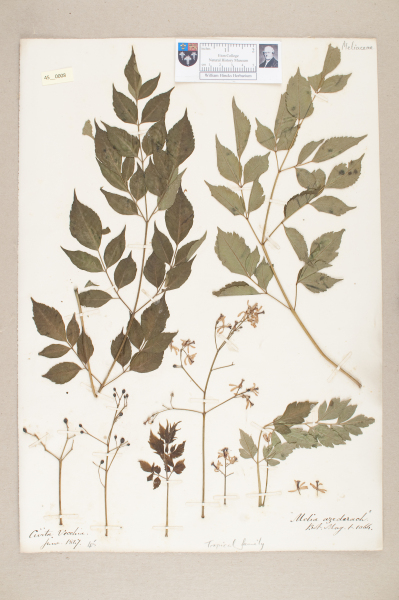 NHM_HH_45.8-2010 image NHM_HH_45.8-2010