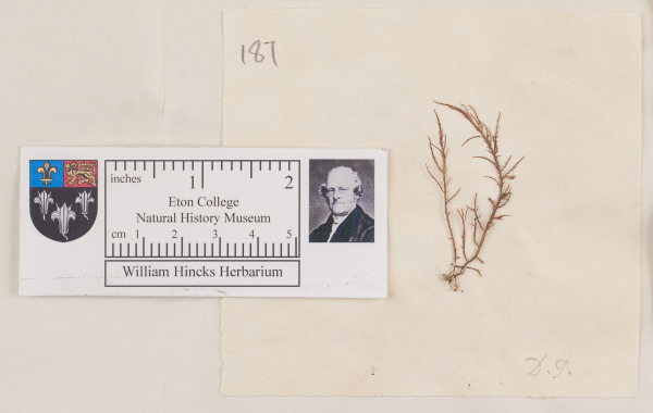 NHM_HH_1.187-2010 image NHM_HH_1.187-2010