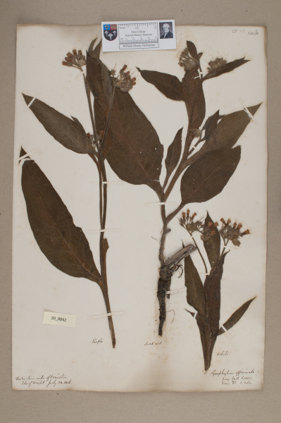 NHM_HH_20.42-2010 image NHM_HH_20.42-2010