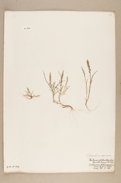 NHM_HH_34.65-2010 image NHM_HH_34.65-2010