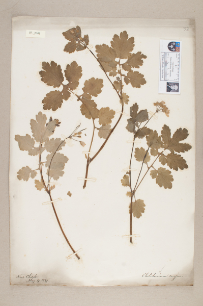 NHM_HH_7.105-2010 image NHM_HH_7.105-2010